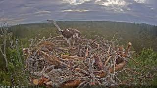 RSPB Loch Garten  Live osprey nest cam  2022624 [upl. by Ap]