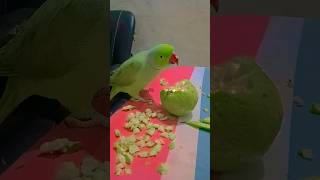 Interesting Facts About Parrot 🦜 shorts shortsviral viralshorts parrot facts birds anuandsuji [upl. by Aivatco]