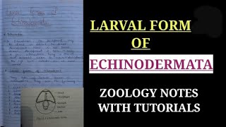 LARVAL FORM OF ECHINODERMATA IN HINDI handwrittenzoologynotes bsc1styearzoology [upl. by Domini916]