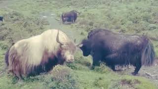 Himalayan Yaks Fighting l Yak Breed l Yak Animals l viralyak [upl. by Notsahc185]