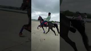 Karayel horse karanj kim surat horse horseridind horsemusic horseriding horseing musicgenre [upl. by Wichern]