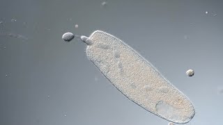 Spirostomum repairs itself after membrane rupture [upl. by Nelrah]