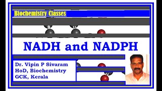 NADNADH and NADPNADPH [upl. by Salvatore]