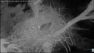 10924 WTW Florida Resident Clive The Bald Eagle Rides Out Hurricane Milton in His Nest [upl. by Budding]