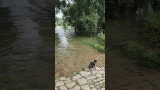 Hochwasser kommt  Rhein bei Leimersheim hochwasser rhein leimersheim [upl. by Sherlock]