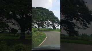 The perfect tree 🌳treat for eyes  Healing God vaitheeswaran koil curved roads tour livetree ar [upl. by Norry]