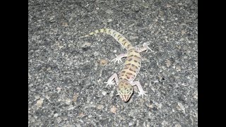 In Search of the Geckos of Borrego NightRiding and Herping [upl. by Yazbak]