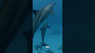 How do dolphins communicate [upl. by Aisela586]