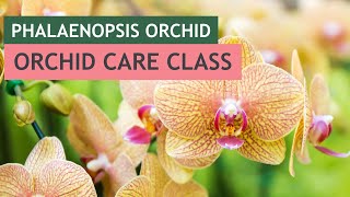 Phalaenopsis Orchid Care Class  VizcayaMuseum [upl. by Lovato]