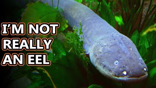 Electric Eel facts shockingly fishy  Animal Fact Files [upl. by Braynard]