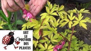 Tuto jardin Dicentra spectabilis gold heartCœur de Marie Comment faire Taille et entreteinvivace [upl. by Mel]