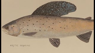 The Michigan Arctic Grayling Initiative [upl. by Harve414]