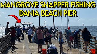 MANGROVE SNAPPER FISHING Dania Beach Pier [upl. by Short]