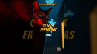 Gatos x Fantasmas cat pets gatos humor gatosengraçados sofiaeotempo [upl. by Lamar]