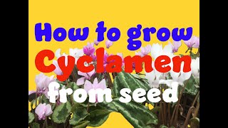 how to germinate cyclamen seeds Part 1 [upl. by Onirefez]