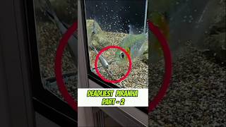 Deadliest Piranha Part  2  fish fishtank myfisho [upl. by Baptista]