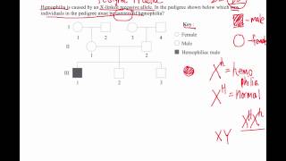 How to Solve Pedigree Diagram Questions IB Biology [upl. by Tien]