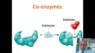 Enzymes cofactors and inhibitors [upl. by Nytsirk]