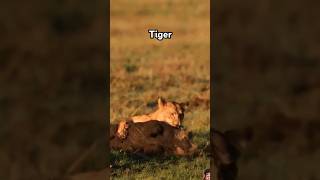 lion catching the wildboar lions hunting hunt wildlife safari wildlifesafari junglesafari [upl. by Atikehs]