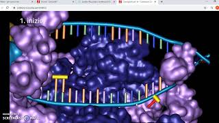 trascrizione dal DNA allmRNA [upl. by Bugbee]