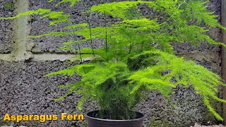 Asparagus setaceus or asparagus fern propagation  Super easy method to grow asparagus fern [upl. by Ahsrav565]