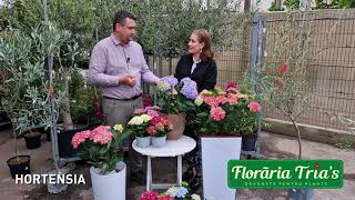 HORTENSIA te bucura cu flori superbe  Sfaturi de la Floraria Trias [upl. by Also]