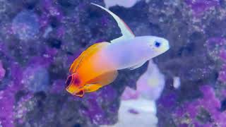 Only Fins The Firefish Goby Mooshu [upl. by Suiramaj]