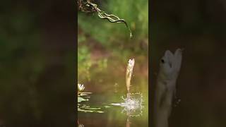 🐍 Cobra se Fazendo de Isca para o Peixe  cobra pesca pescador amazonia fypage viralvideo [upl. by Lengel]