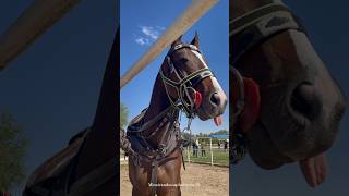 horse sounds❤️🎶😇horse shorts equestrian horserhorseenthusiast horseriding horselover viral [upl. by Airot]