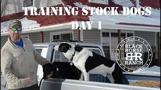 Stock Dog Training  Day 1 [upl. by Fernando]