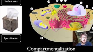 Compartmentalization [upl. by Cynth]