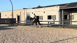 Dressage horse 4yo gelding [upl. by Irita]