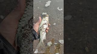 Small fish release my hobby youtubeshorts carpfishing freshwaterfish fishing fish trending [upl. by Levana]