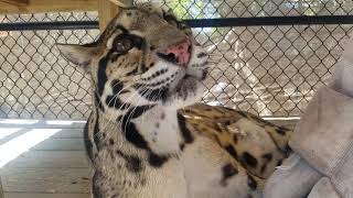 Mingtoo clouded leopard being silly [upl. by Eenahpets249]