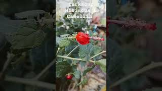 Turkscap Hibiscus 🌺 and Pink Camellias gardening flowers nature gardenthumb plants [upl. by Nilla]