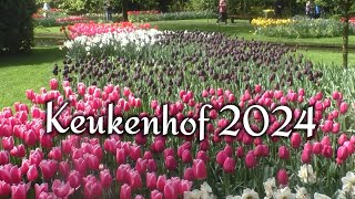 Кeukenhof 2024  Уникальная выставка тюльпанов под открытым небом  Такое есть только в Нидерландах [upl. by Ammeg]