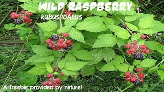 ⟹ WILD RASPBERRY  Rubus idaeus  Planted by the birds [upl. by Kasey]