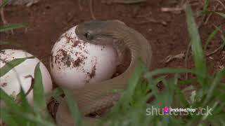 The Elusive Boomslang snakequotExploring the Boomslang Africas Arboreal Enigma [upl. by Nonnah]