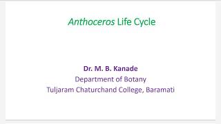 Anthoceros Life Cycle PartI [upl. by Ysnat]