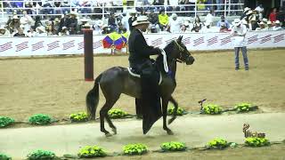 BENDICION DE LA ORQUIDEA PRIMERA FINALISTA PASO FINO COLOMBIANO FESTIVAL EQUINO PALERMO 2024 [upl. by Nikoletta]