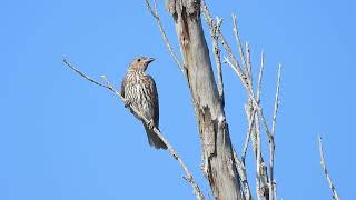 Figbird F Hervey Bay Qld [upl. by Bonne]