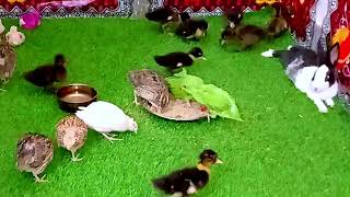 Baby duck And Little hen VideoRabbits baby hen chickens [upl. by Hamfurd]