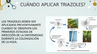 Grupo de los Azoles con los imidazoles y triazoles  Mecanismos de Acción [upl. by Htidirem]