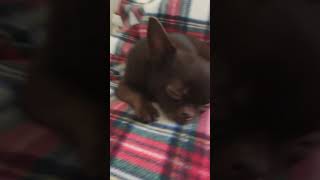 music чихуахуа chihuahua [upl. by Bergeron754]