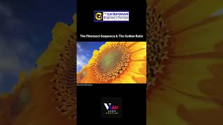 The Fibonacci sequence and the Golden Ratio fibonacci vcankanpur goldenratio maths learning [upl. by Ennazus]