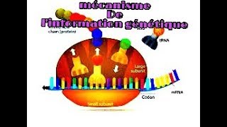 mécanisme de lexpression génétique [upl. by Achorn]