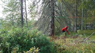 Vanhan ison kuusen kaato Felling an old big Spruce [upl. by Ainafetse]