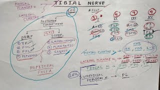 Tibial nerve  2  Lower Limb Anatomy [upl. by Jerald]