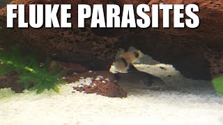 My Fish Have PARASITES  Fluke treatment and symptoms [upl. by Ecirtal]