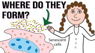 Why and where do senescent cells form [upl. by Godric]